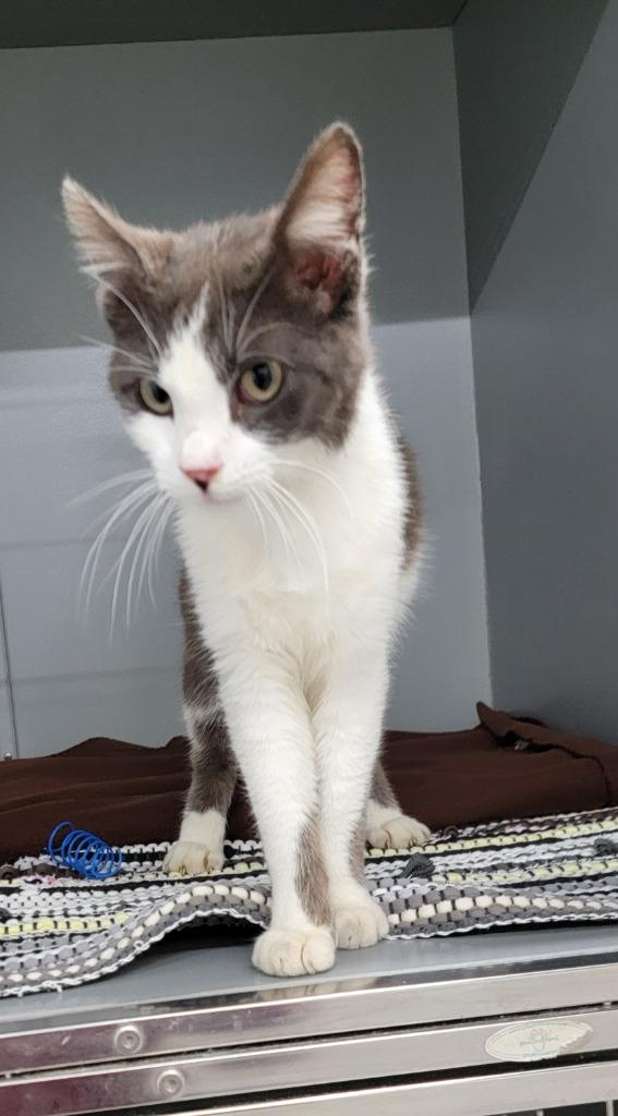 Sonny, Adopted, Adult Male Domestic Short Hair.