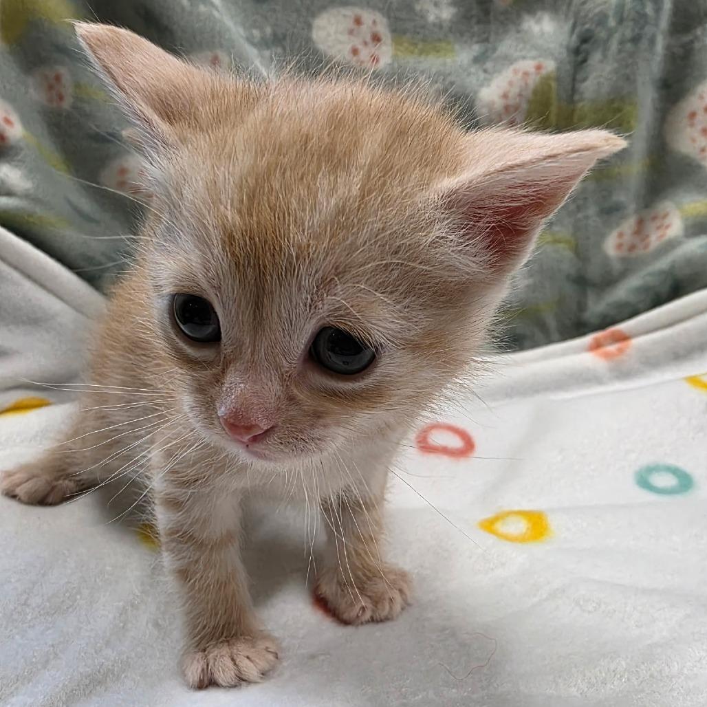 Miles, Adoptable, Kitten Male Domestic Short Hair.