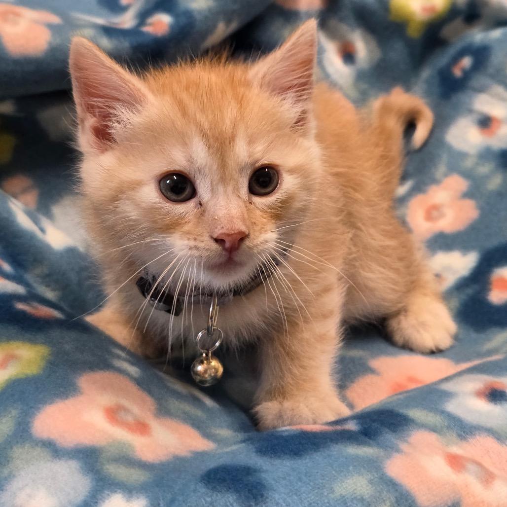 Enlarge Miles, a Adoptable Domestic Short Hair in Eureka Springs, AR image 2/3