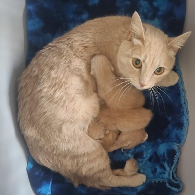 Enlarge Miles, a Adoptable Domestic Short Hair in Eureka Springs, AR image 3/3