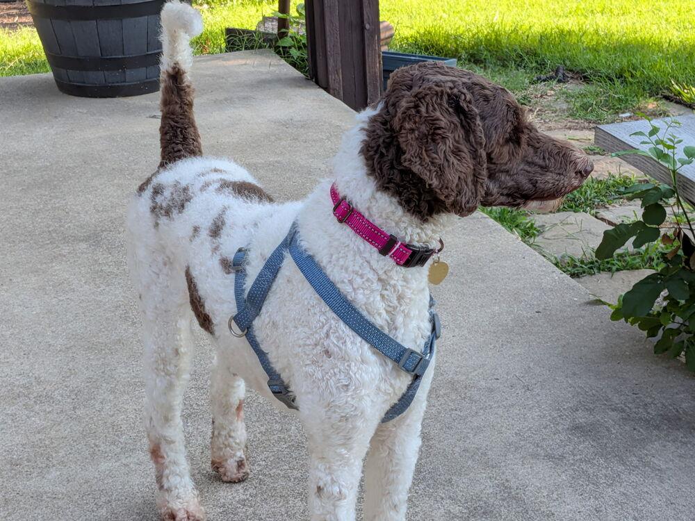 Junebug, Adopted, Young Female German Shorthaired Pointer.