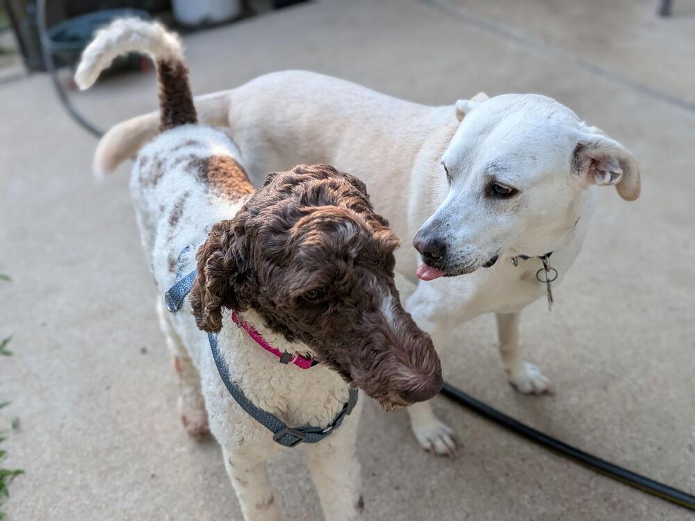 Junebug, a Adopted mixed breed in Richardson, TX image 2/6