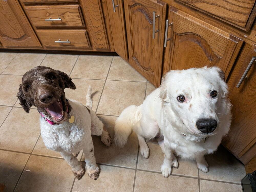 Junebug, a Adopted mixed breed in Richardson, TX image 5/6