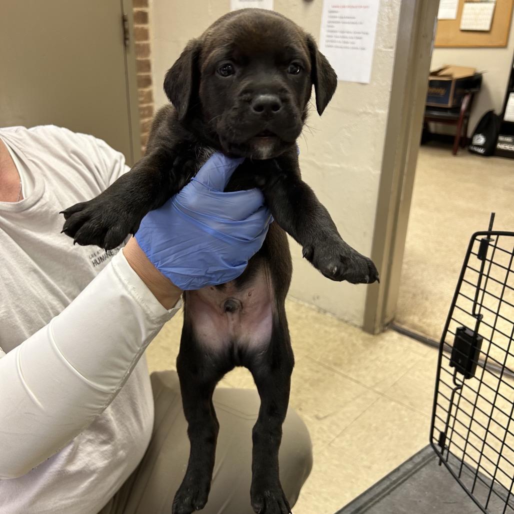 Basil, Adoptable, Young Male Retriever & Hound.