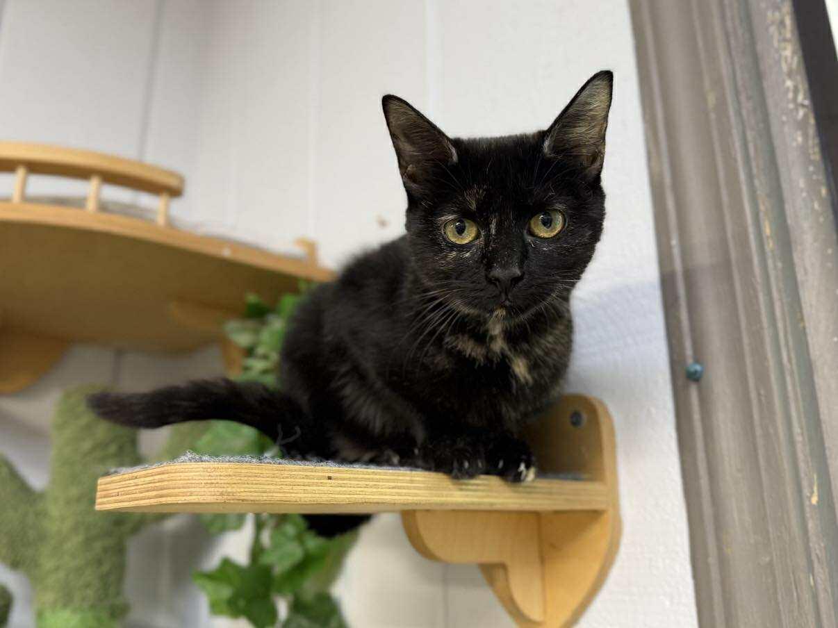 Marimba, adoptable, Young Female Domestic Short Hair.