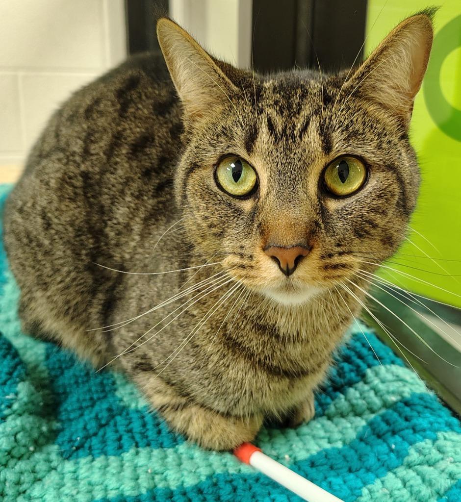 Samson, Adoptable, Adult Male Domestic Short Hair.