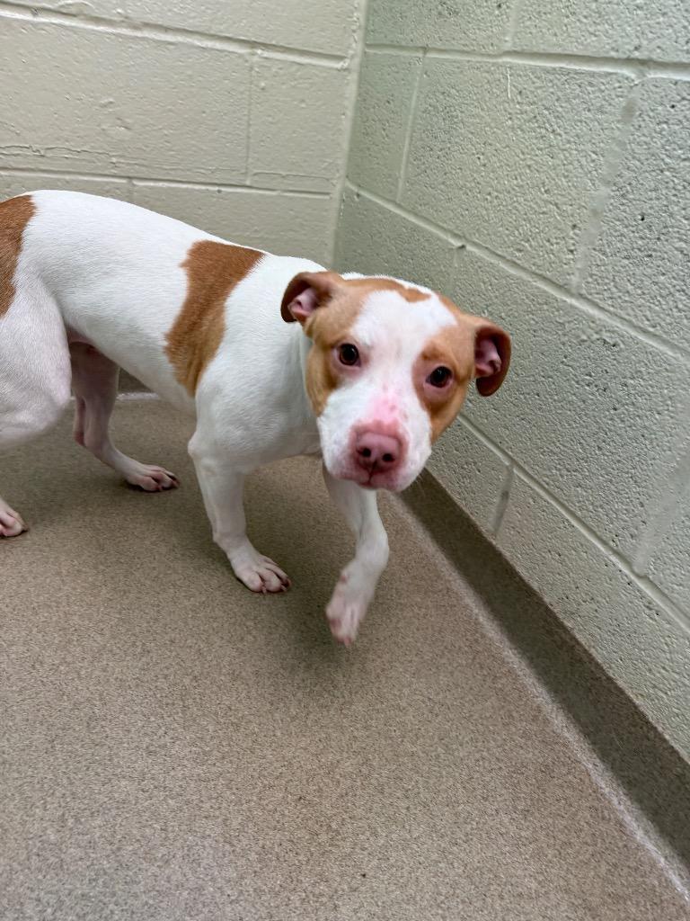 Enlarge Phoebe, a Adoptable mixed breed in North Syracuse, NY image 1/3