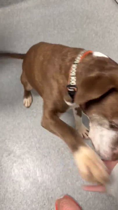 Enlarge Bruce , a ADOPTABLE mixed breed in Minooka, IL video 2/2