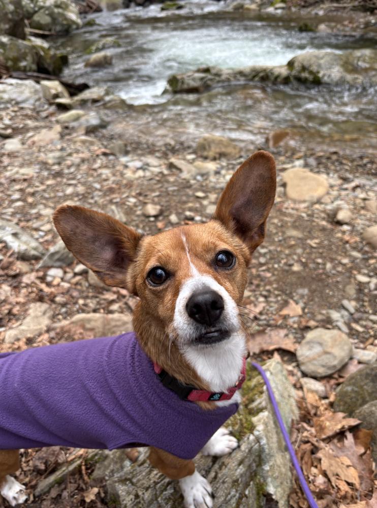 Enlarge Dennis, a Adoptable mixed breed in Candler, NC image 1/3