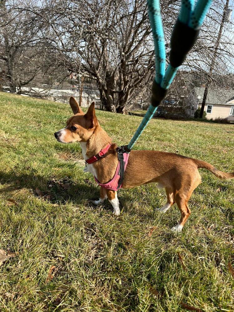 Dennis, a Adoptable mixed breed in Candler, NC image 1/3