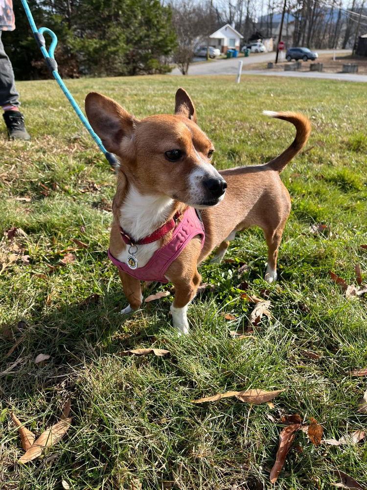 Dennis, a Adoptable mixed breed in Candler, NC image 2/3