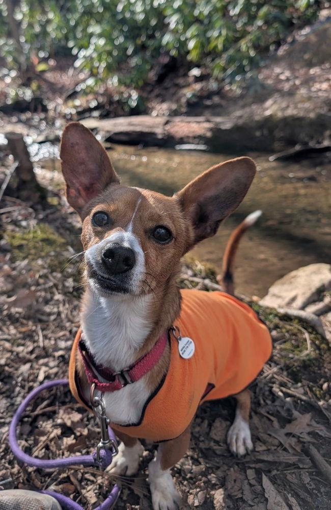 Dennis, Adoptable, Adult Male Terrier & Chihuahua.