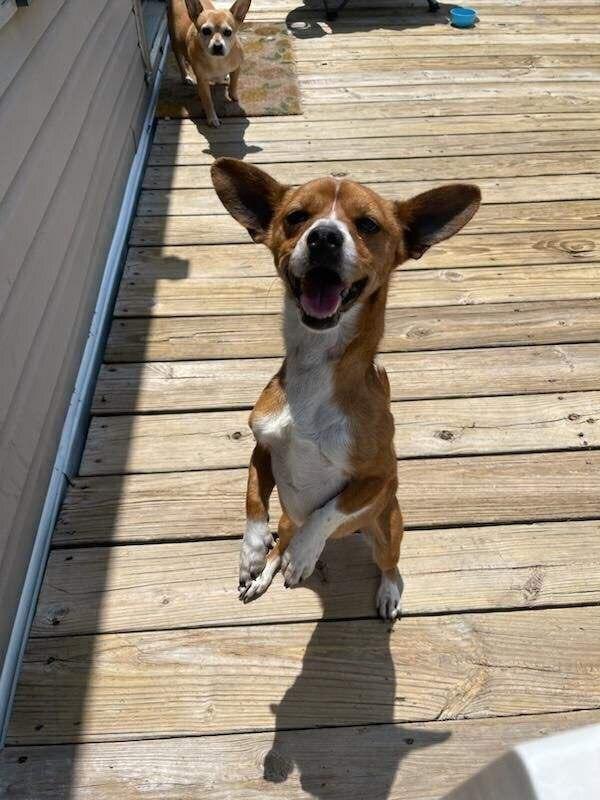 Dennis, Adoptable, Adult Male Terrier & Chihuahua.