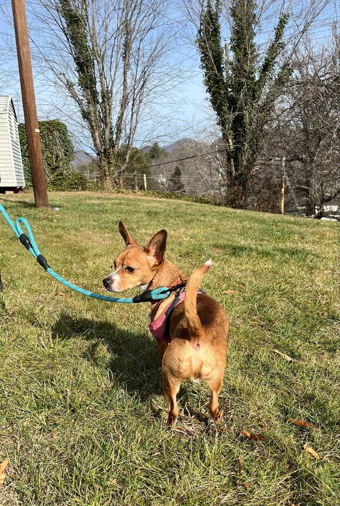 Dennis, a Adoptable mixed breed in Candler, NC image 3/3
