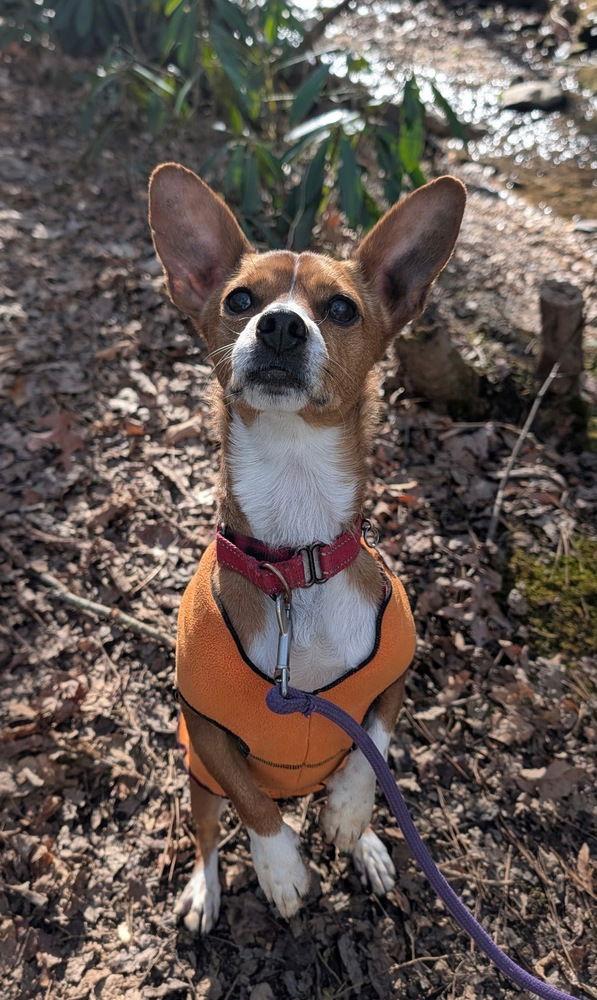 Enlarge Dennis, a Adoptable mixed breed in Candler, NC image 2/3