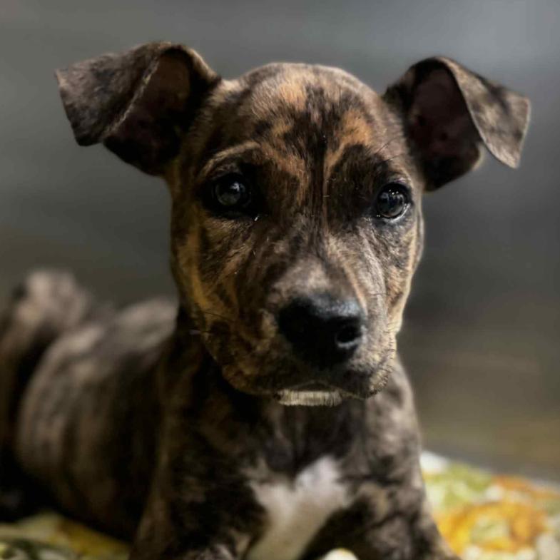 Agent, Adoptable, Puppy Male Pit Bull Terrier.