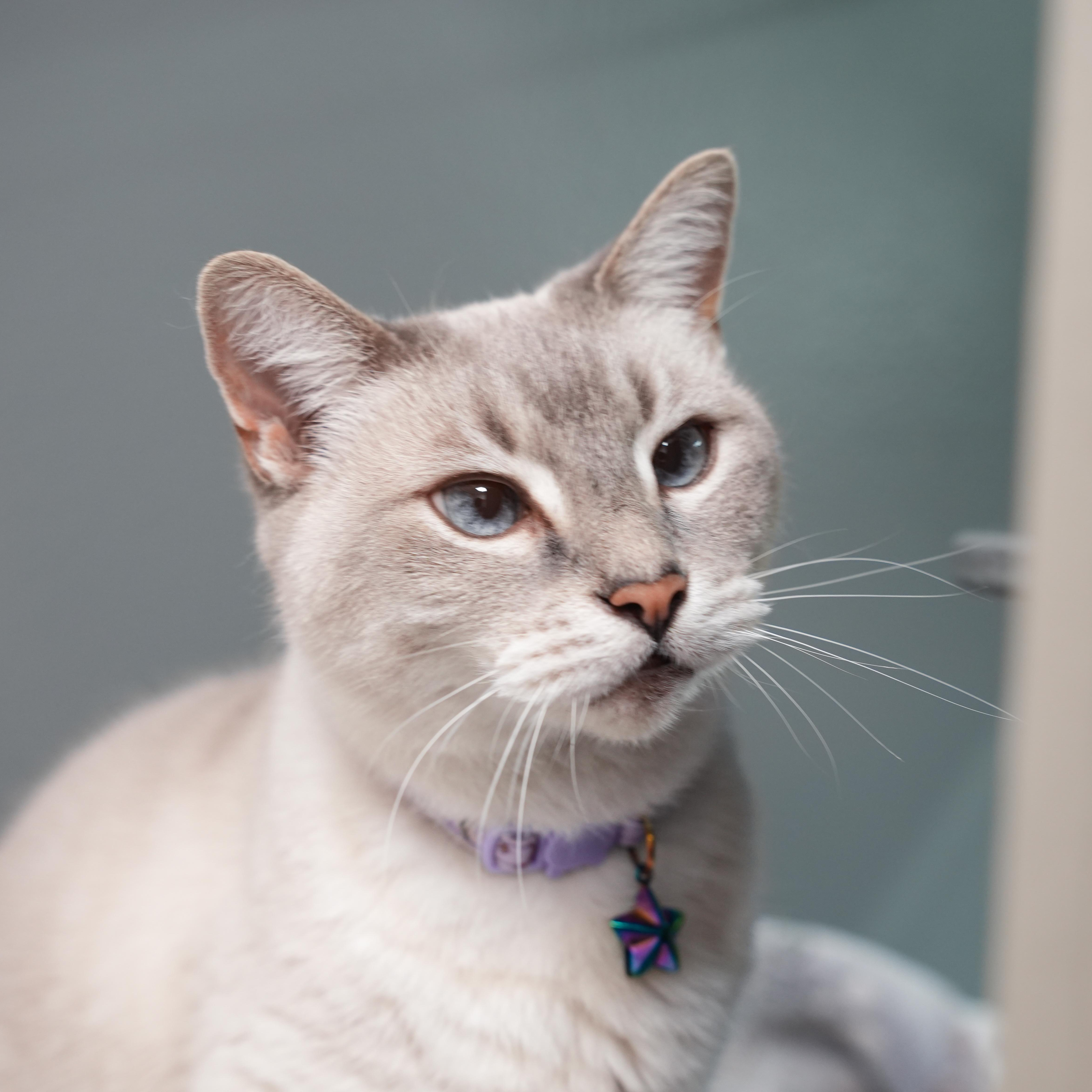 Enlarge Willow, an adopted Siamese in Dalton, GA image 2/2