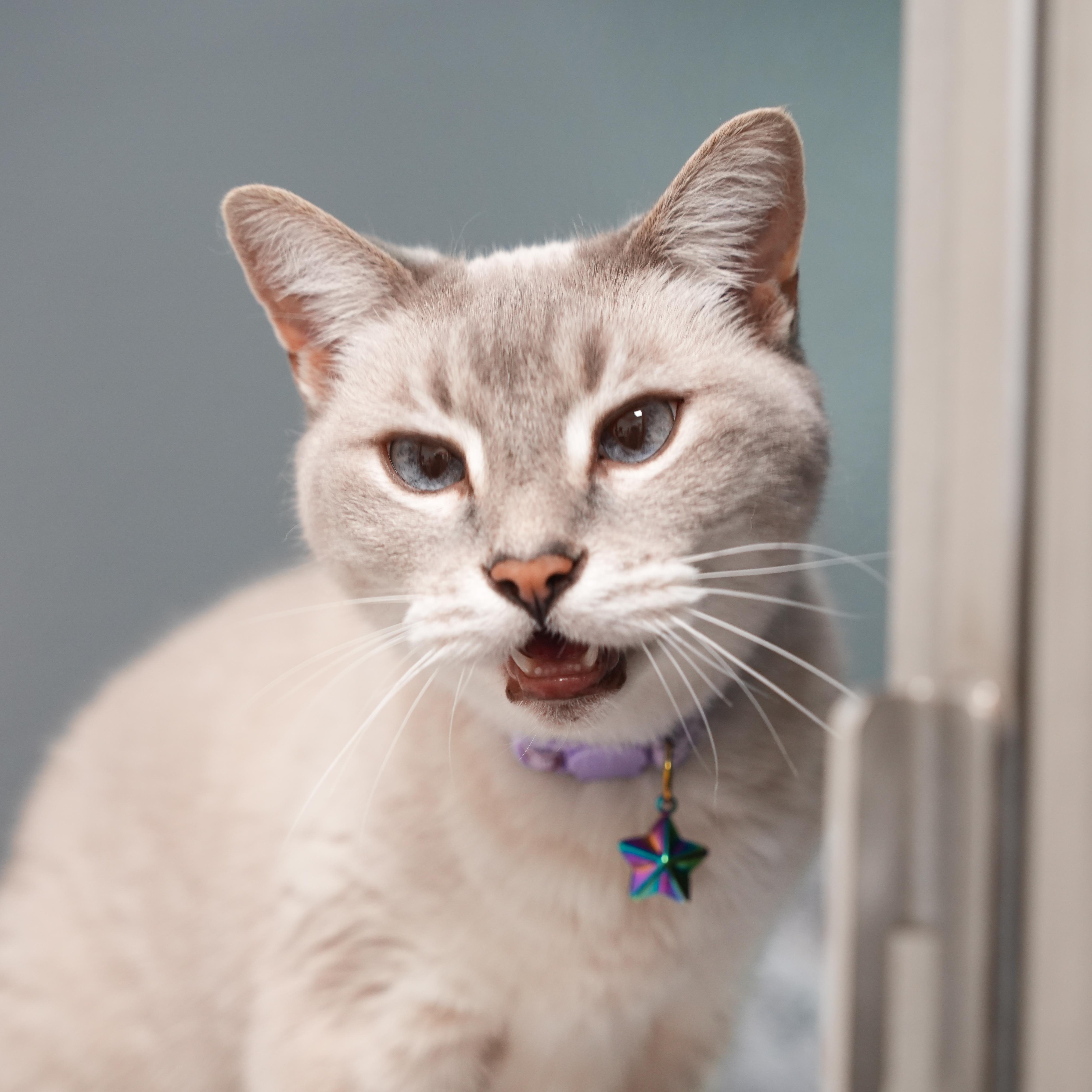 Willow, adopted, Adult Female Siamese.