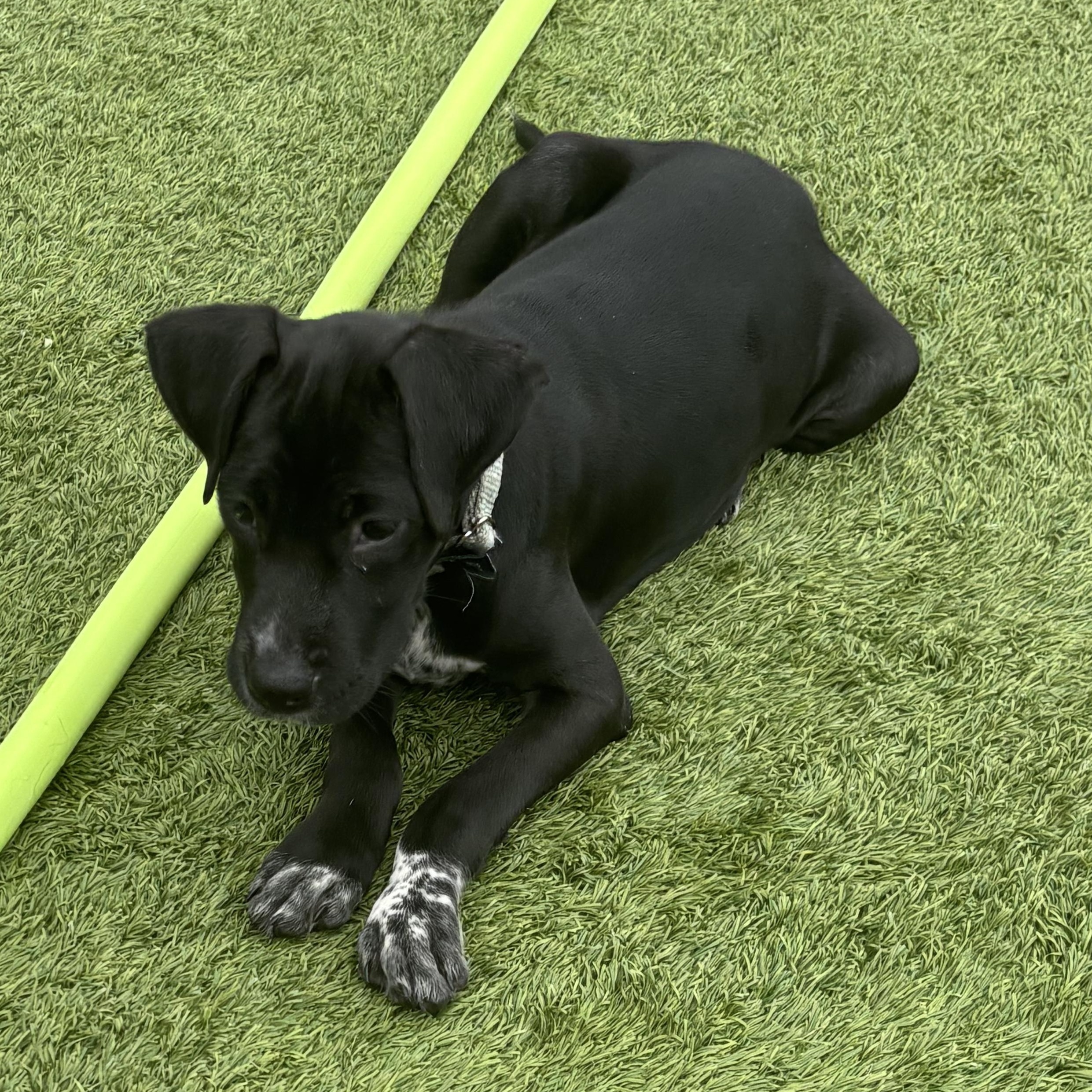 Artemisia, a ADOPTABLE mixed breed in Liberty, MO image 5/6