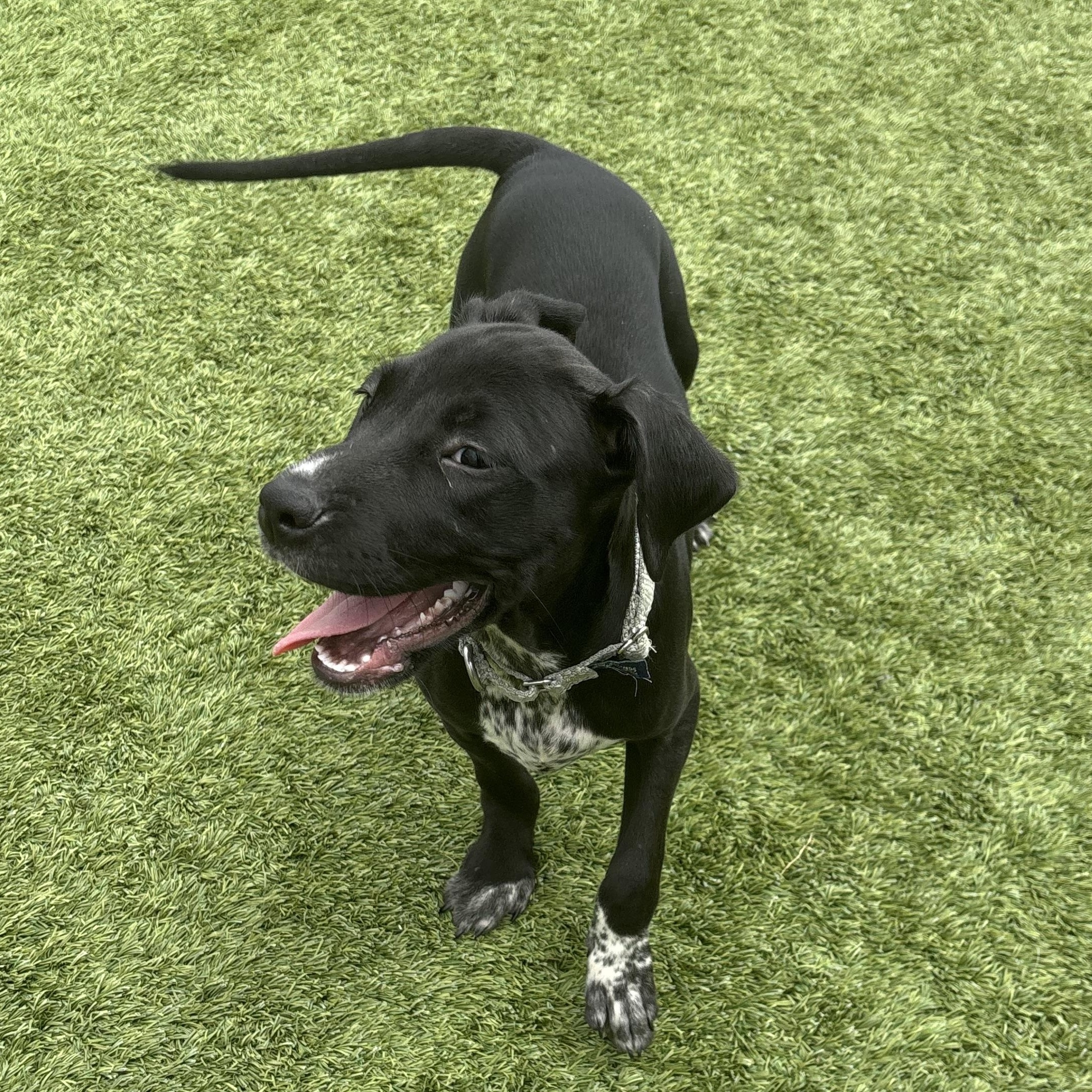 Artemisia, a ADOPTABLE mixed breed in Liberty, MO image 3/6
