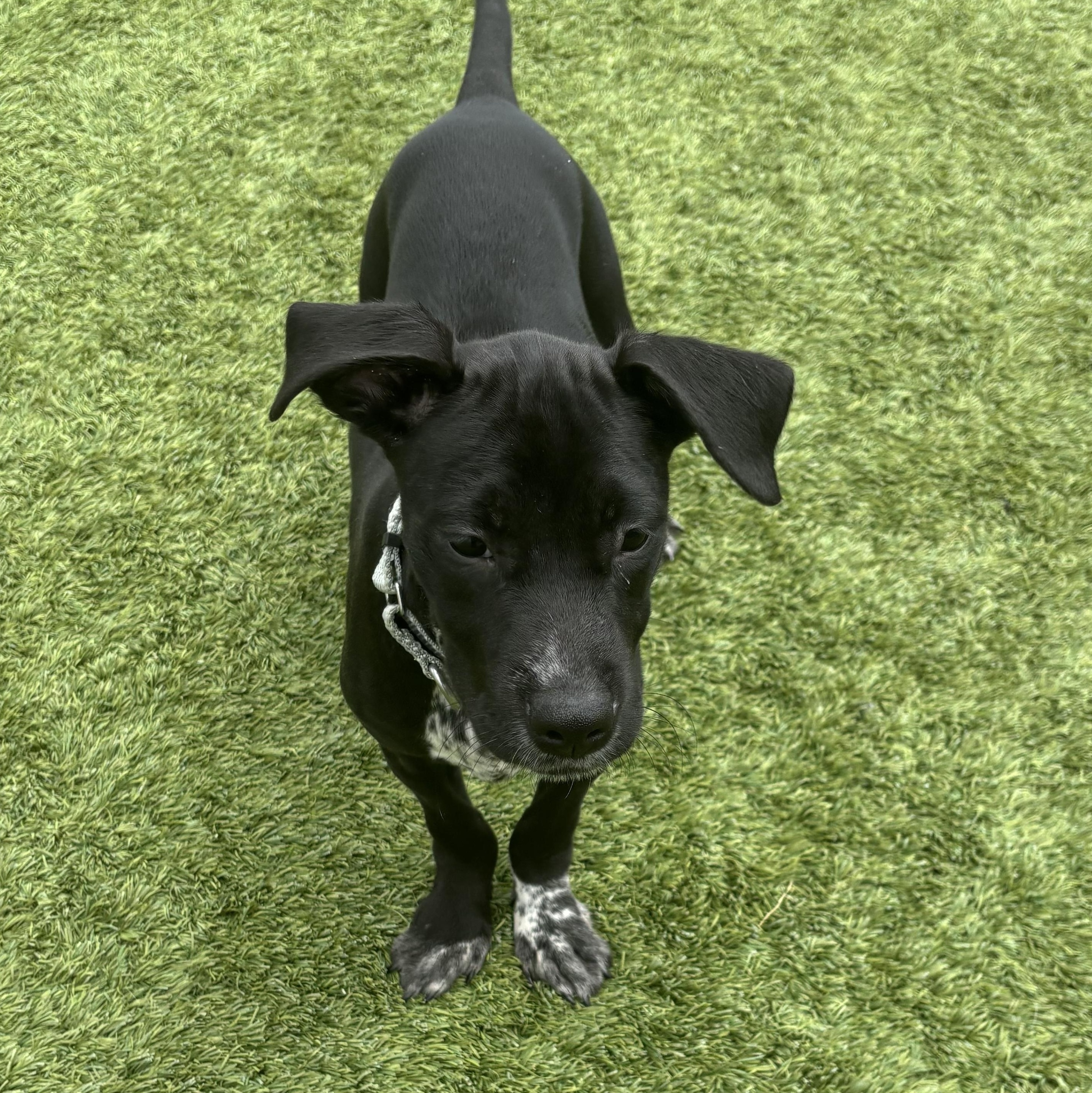 Artemisia, ADOPTABLE, Puppy Female Great Dane & Pointer.