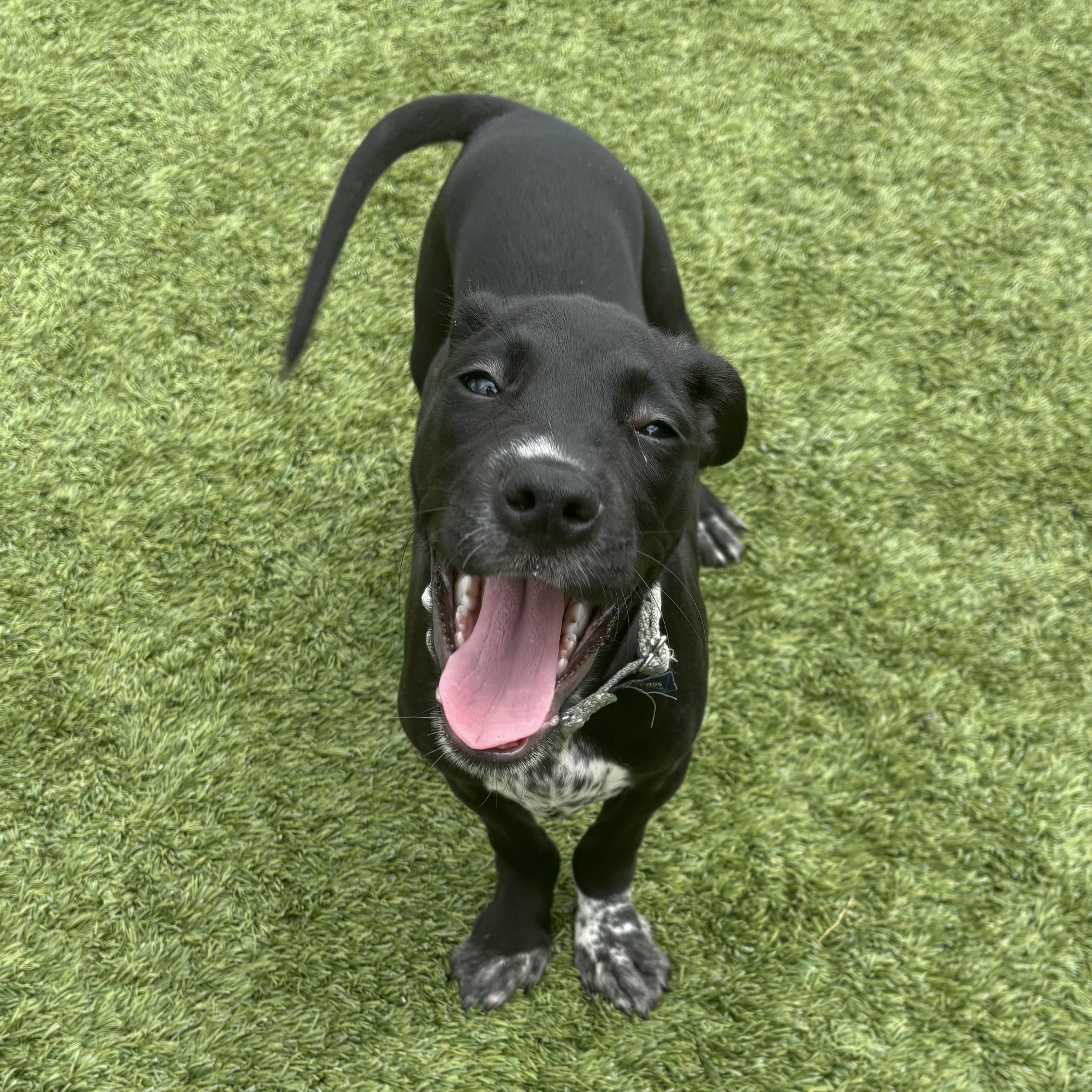 Artemisia, a ADOPTABLE mixed breed in Liberty, MO image 4/6