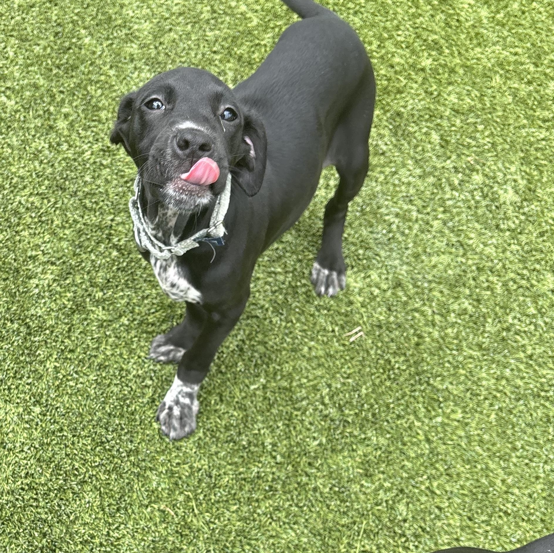 Artemisia, a ADOPTABLE mixed breed in Liberty, MO image 6/6