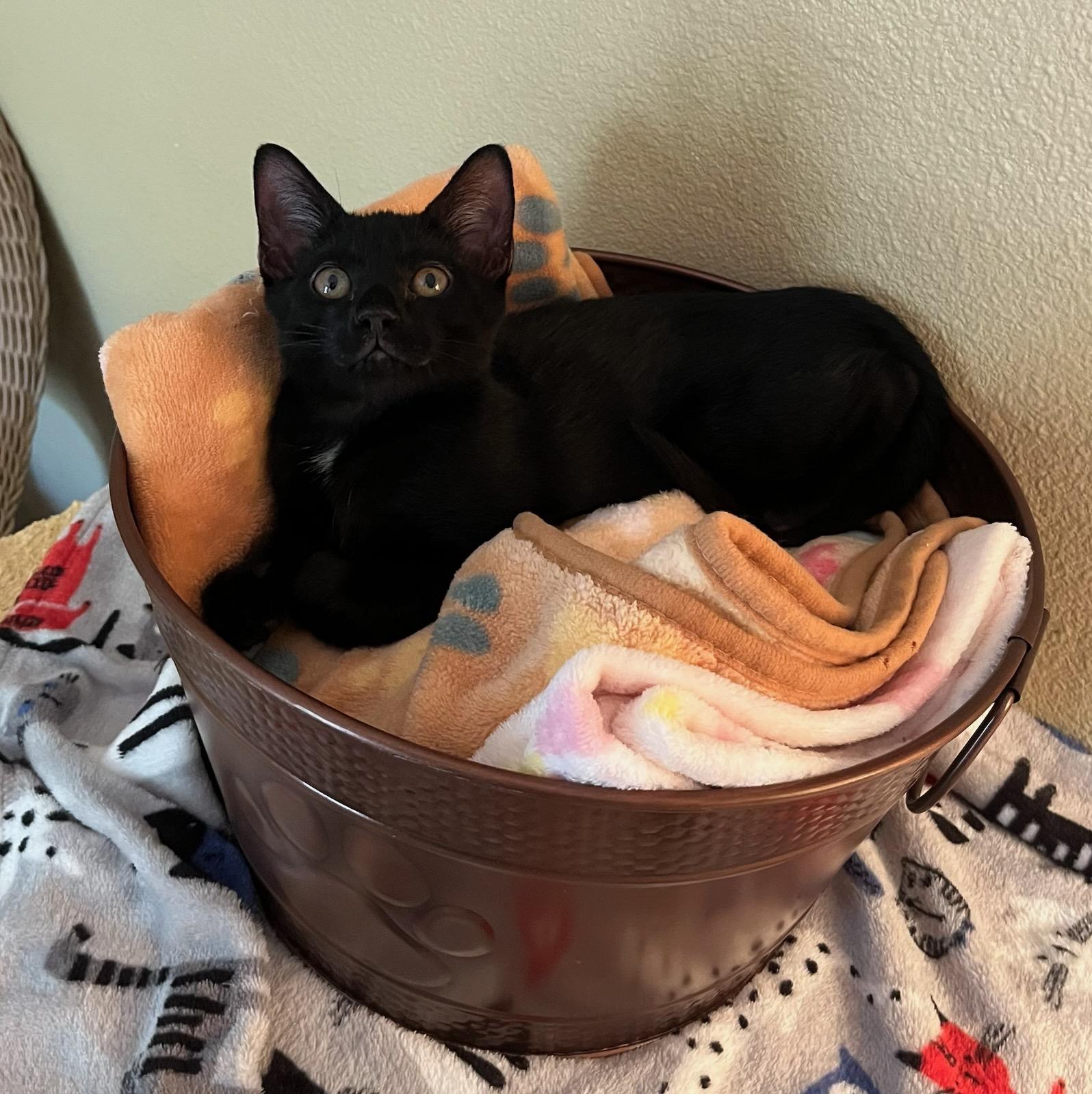 Moonshine–soft  Serene 