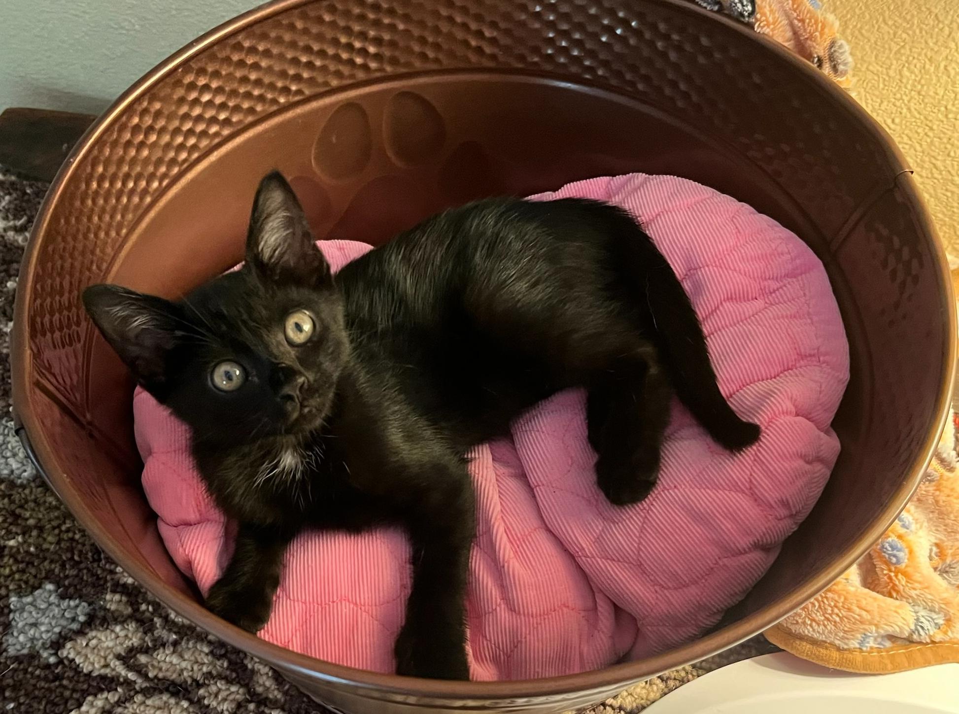 Moonshine–soft  Serene  thumbnail 2