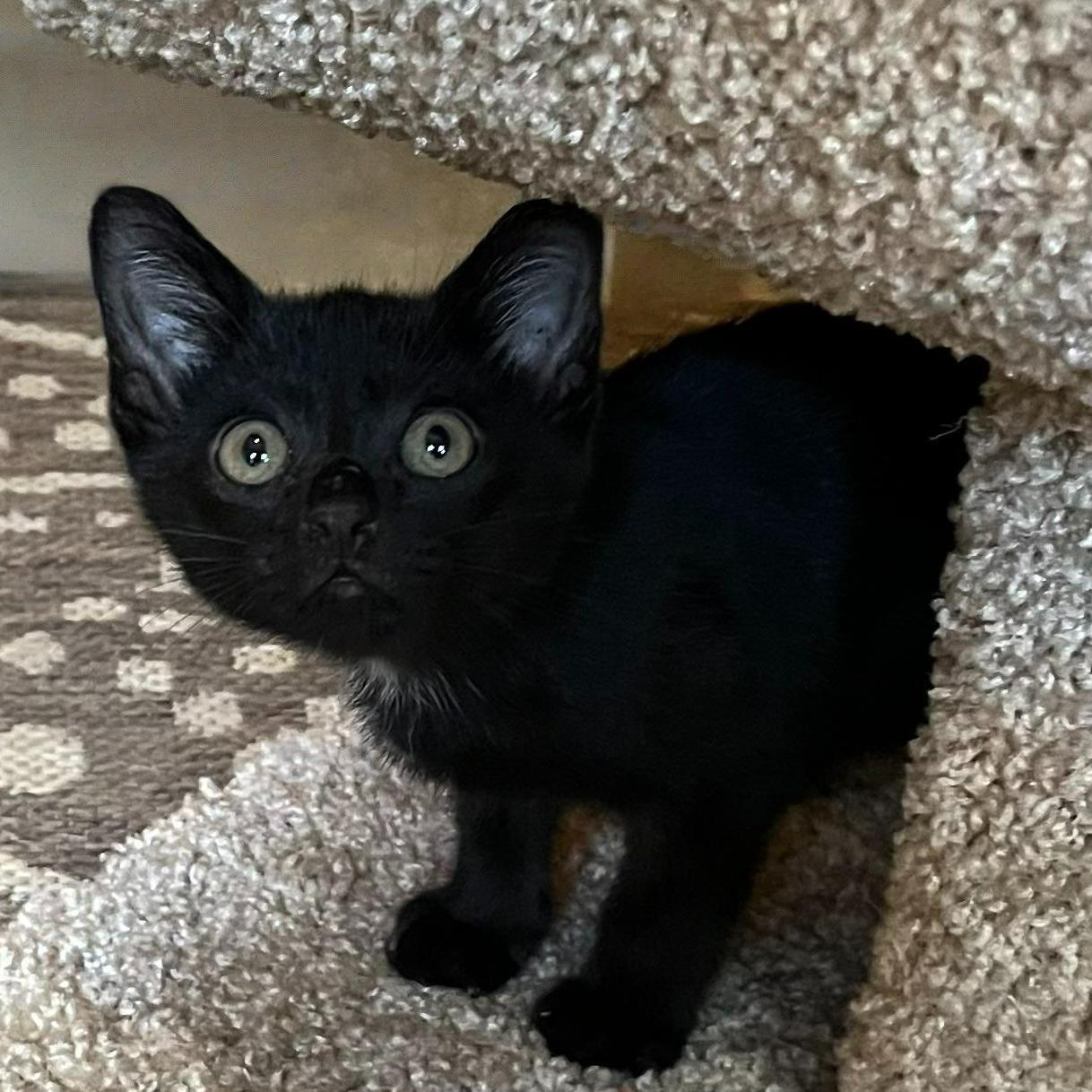 Moonshine–soft  Serene  thumbnail 3