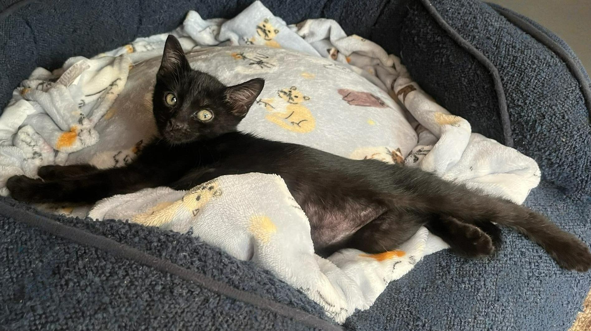 Moonshine–soft  Serene  thumbnail 5