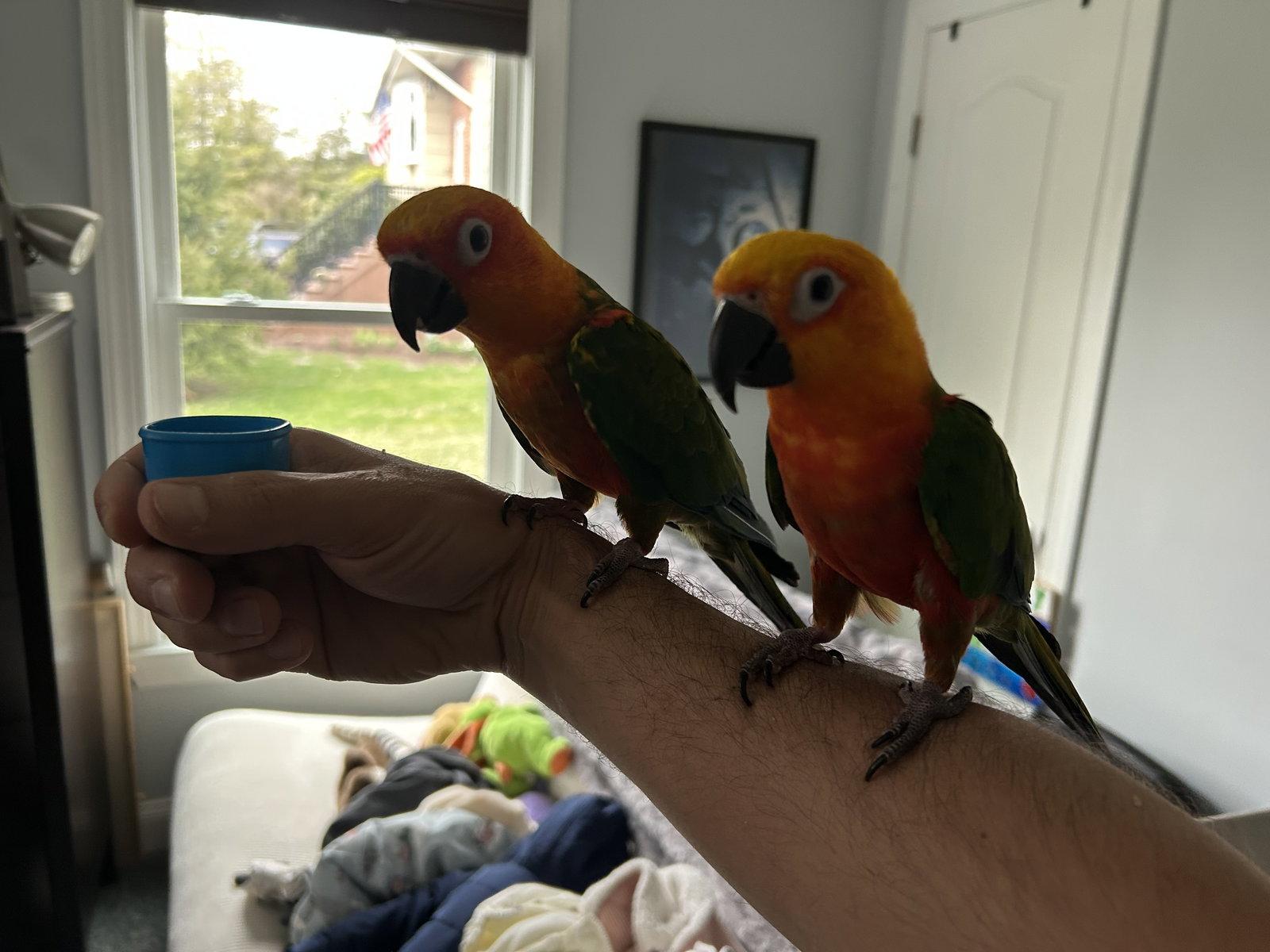 Pachuca and Raga, Adoptable, Young Male Conure.