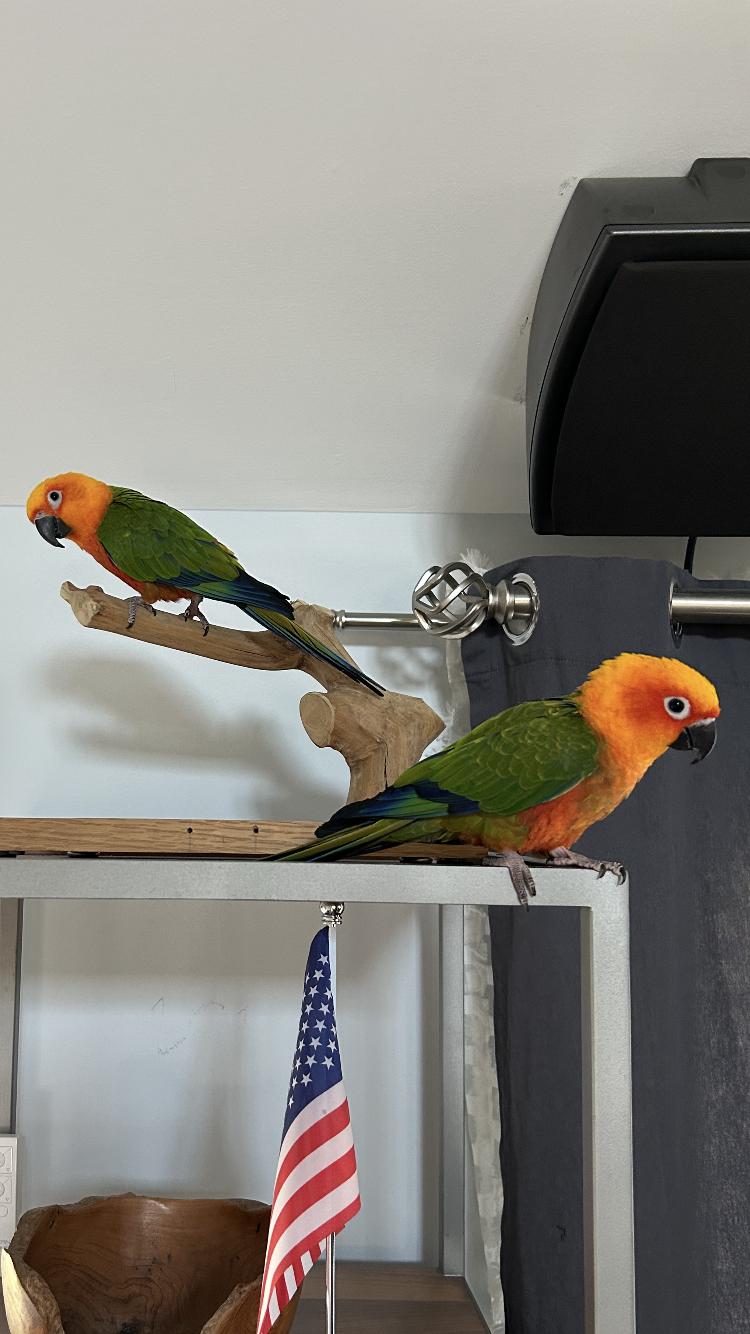 Enlarge Pachuca and Raga, a Adoptable Conure in Belford, NJ image 2/3