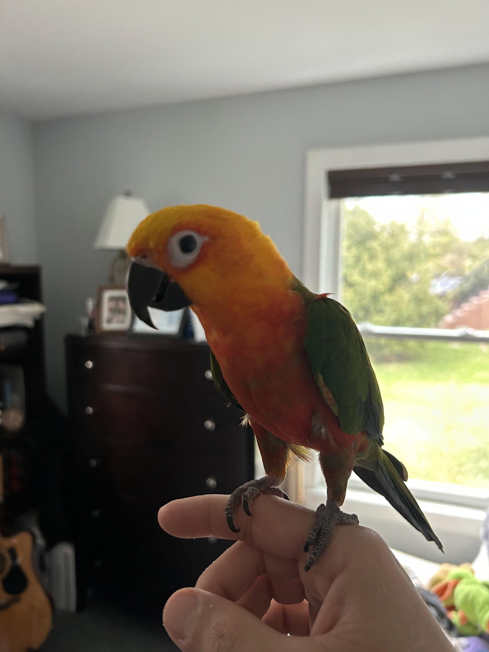 Enlarge Pachuca and Raga, a Adoptable Conure in Belford, NJ image 3/3
