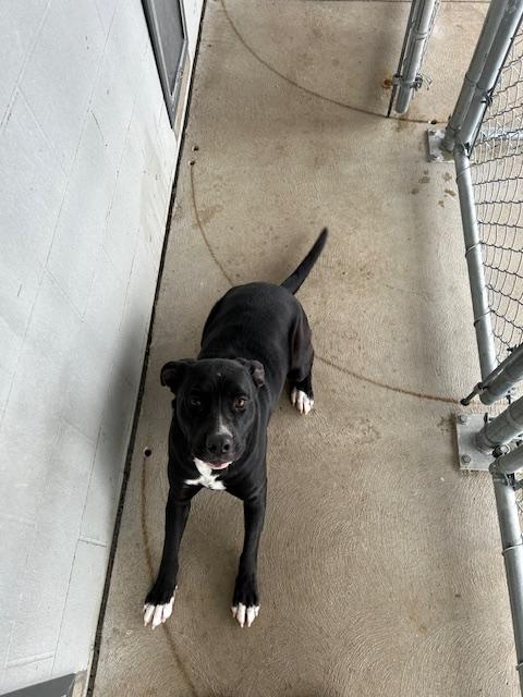 Enlarge Ms. Winkles, a ADOPTABLE mixed breed in Bryan, OH image 1/2