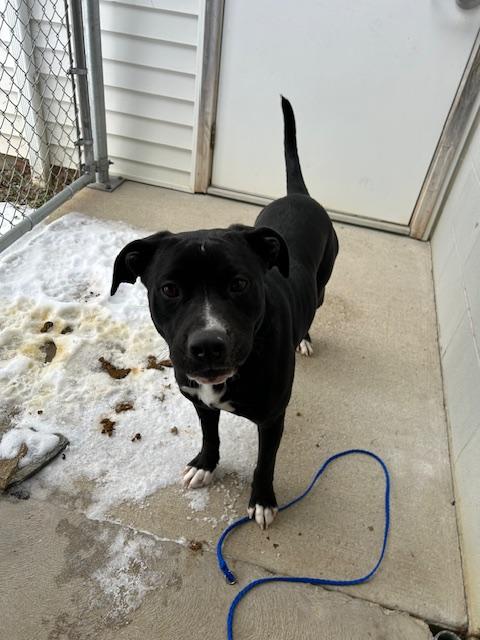 Enlarge Ms. Winkles, a ADOPTABLE mixed breed in Bryan, OH image 2/2