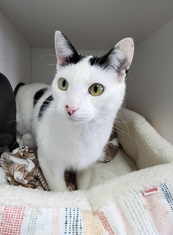 Cosmo + Wanda, a Adoptable Domestic Short Hair in Sterling Heights, MI image 4/6