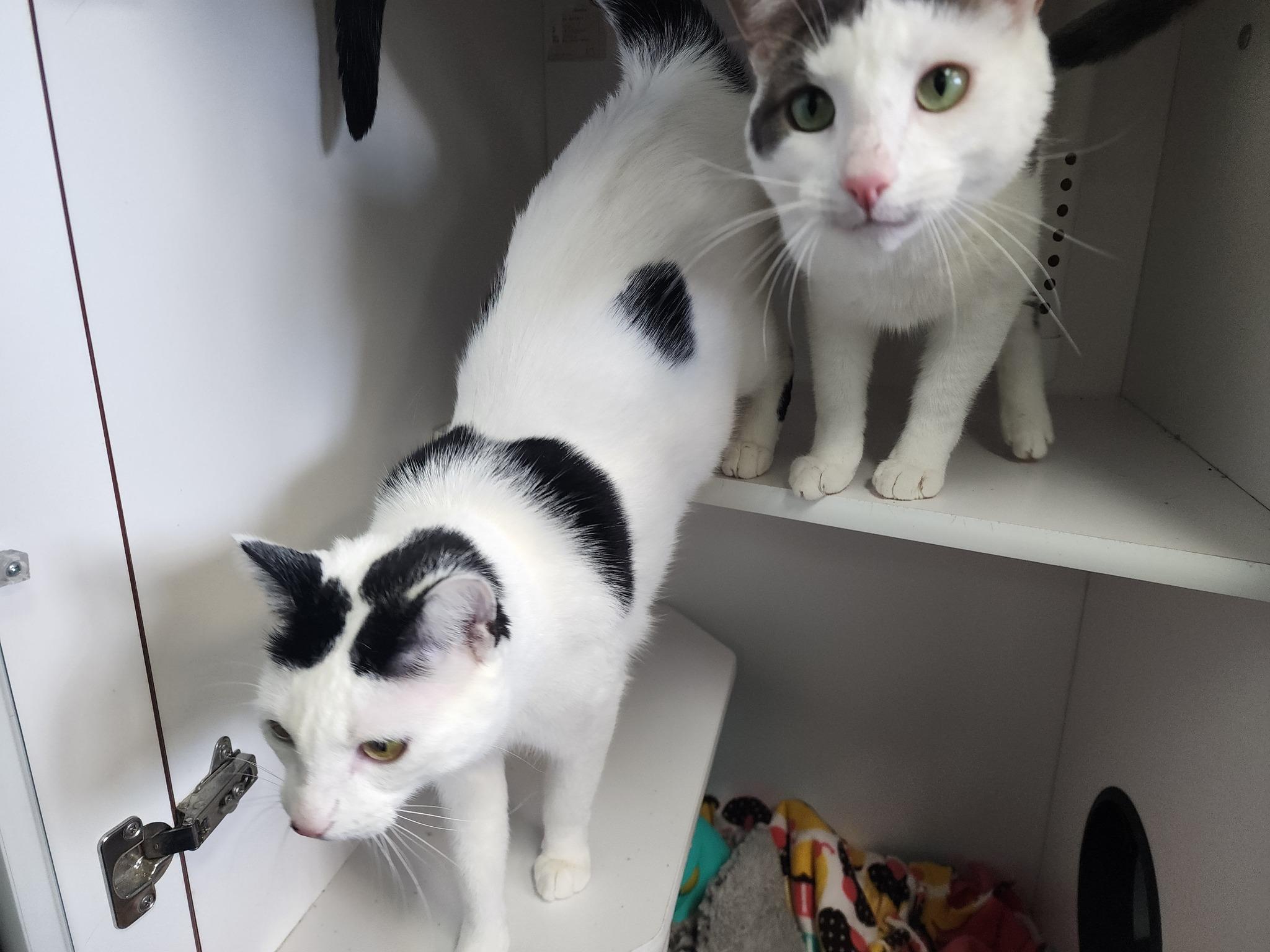 Cosmo + Wanda, a Adoptable Domestic Short Hair in Sterling Heights, MI image 6/6