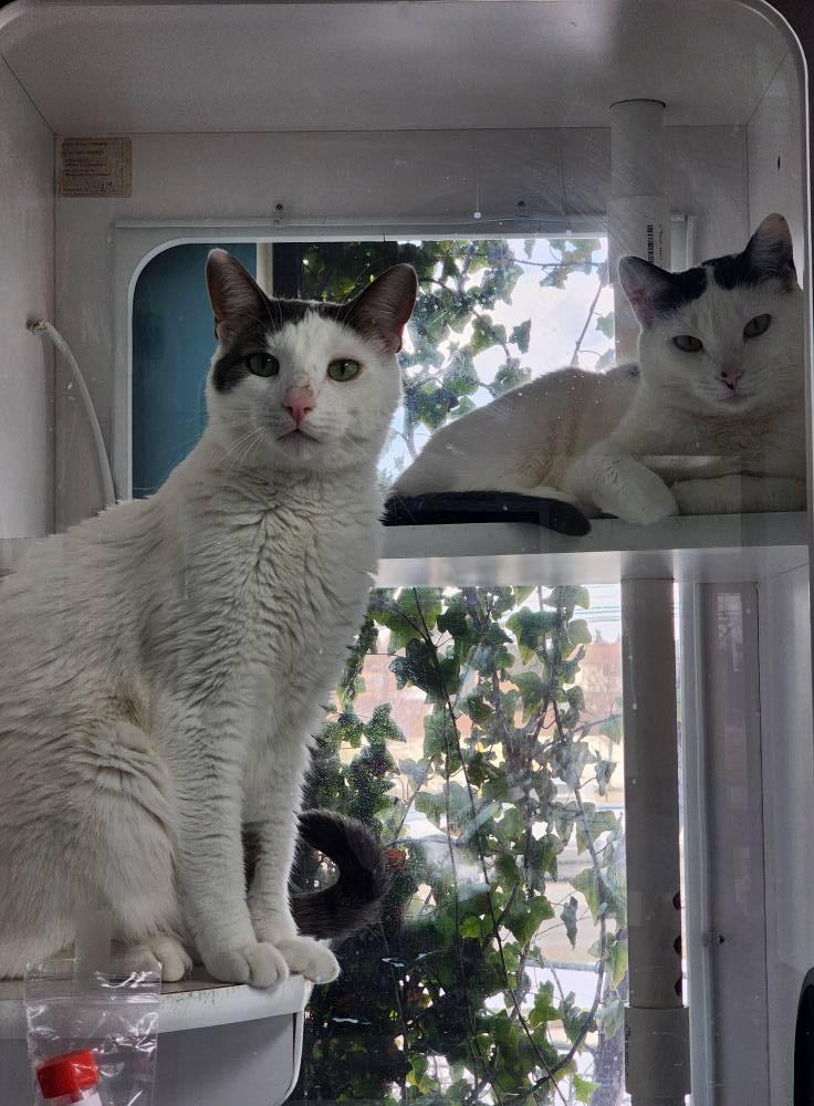 Cosmo + Wanda, Adult Female Domestic Short Hair