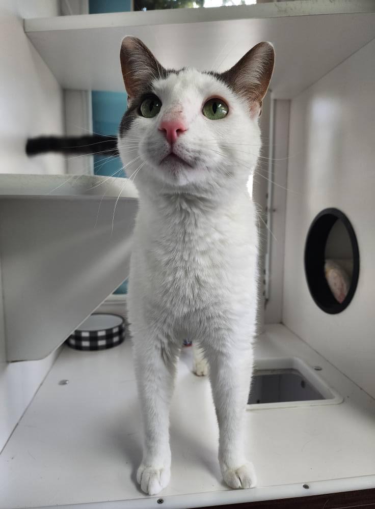 Cosmo + Wanda, a Adoptable Domestic Short Hair in Sterling Heights, MI image 5/6