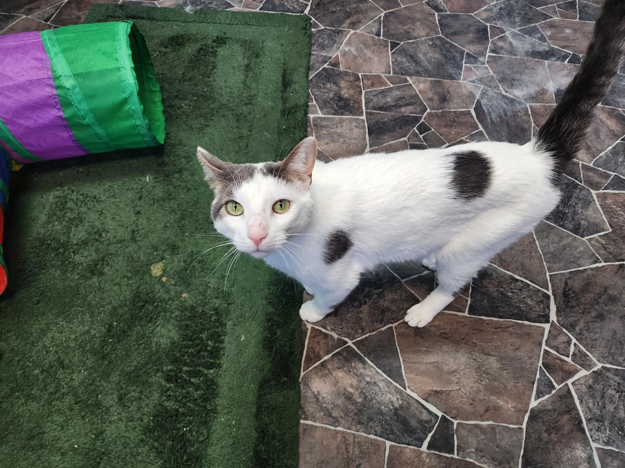 Cosmo + Wanda, a Adoptable Domestic Short Hair in Sterling Heights, MI image 2/6