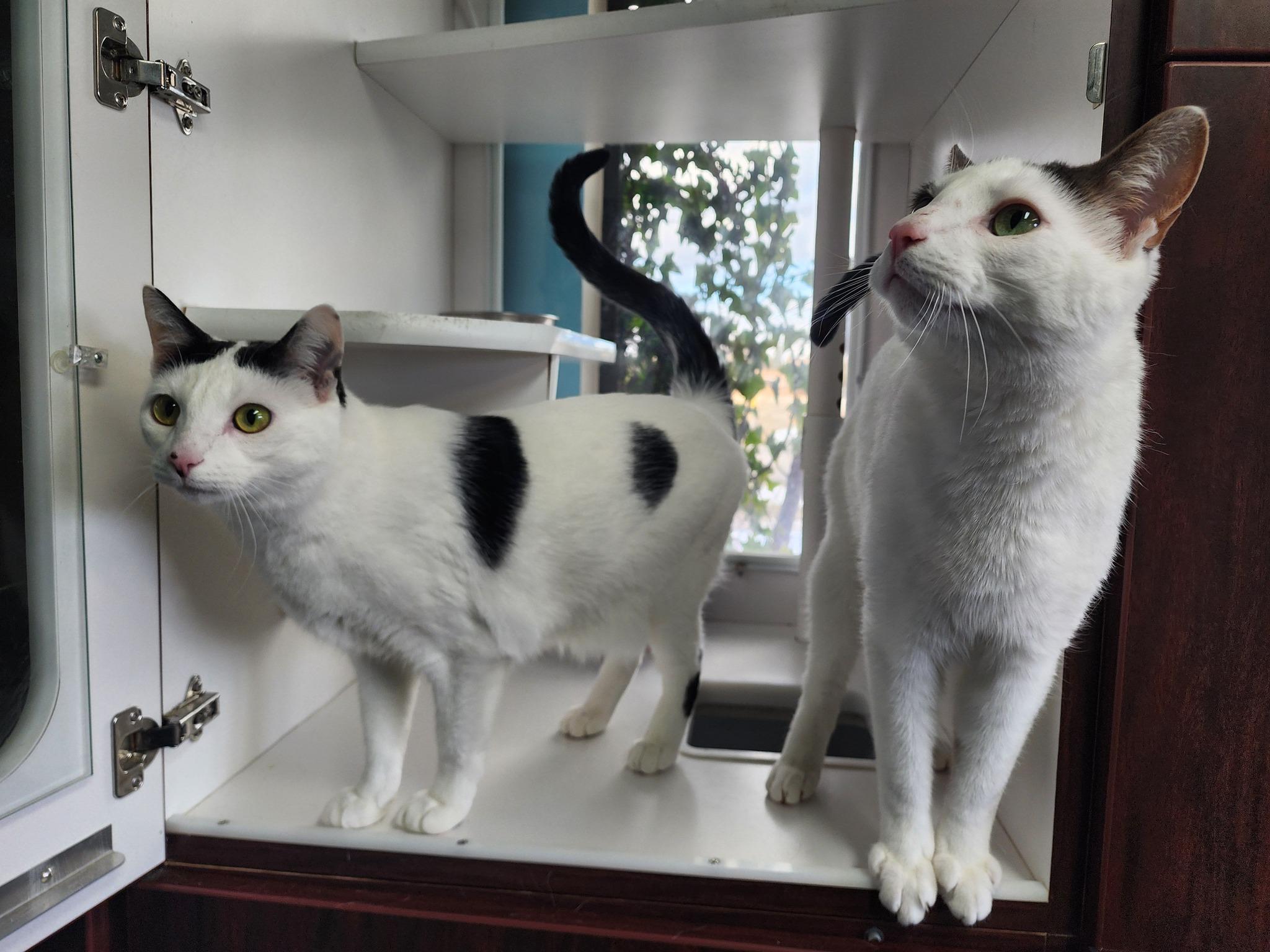 Cosmo + Wanda, a Adoptable Domestic Short Hair in Sterling Heights, MI image 3/6