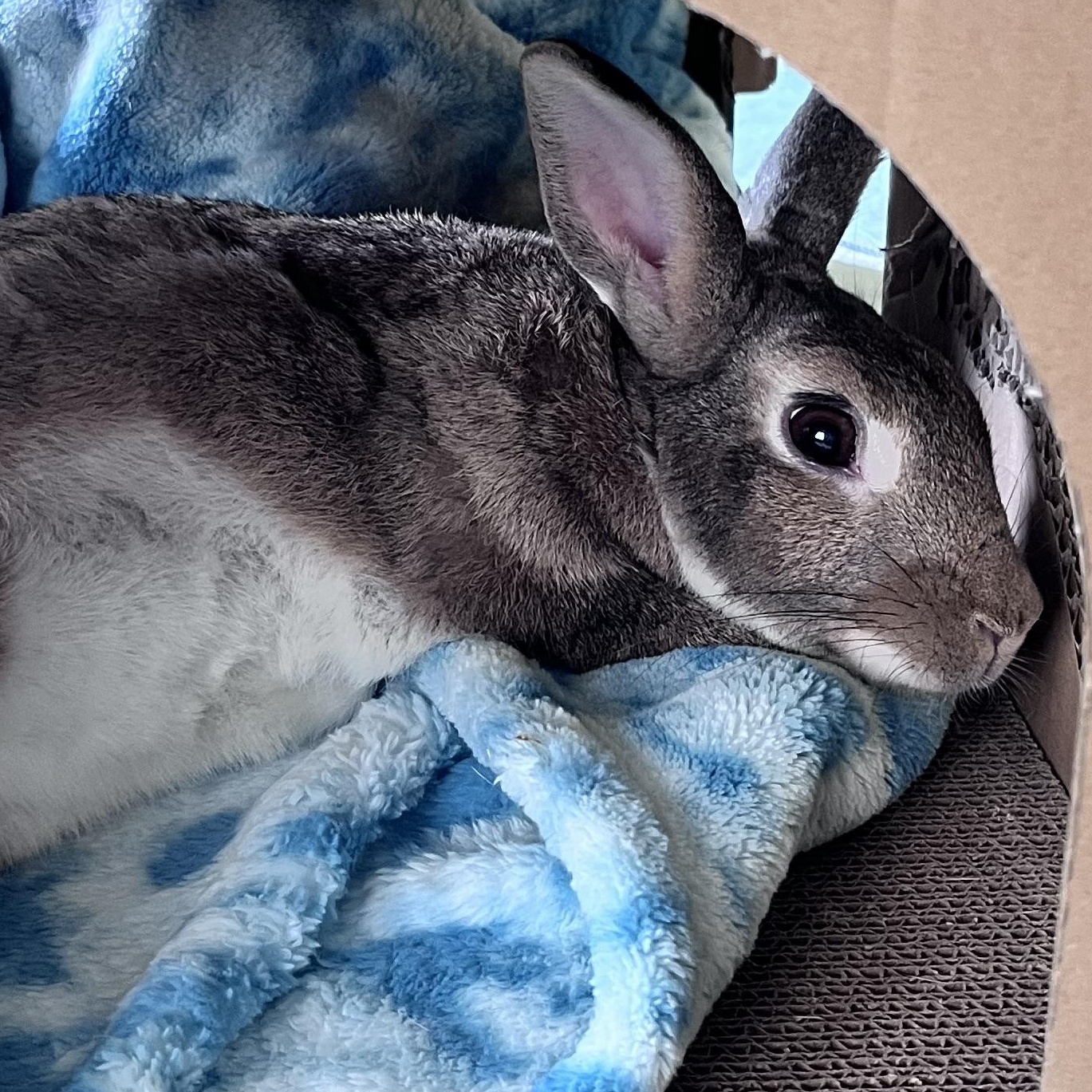 Enlarge Pop Tart, a Adoptable Bunny Rabbit in Laurens, SC image 3/5