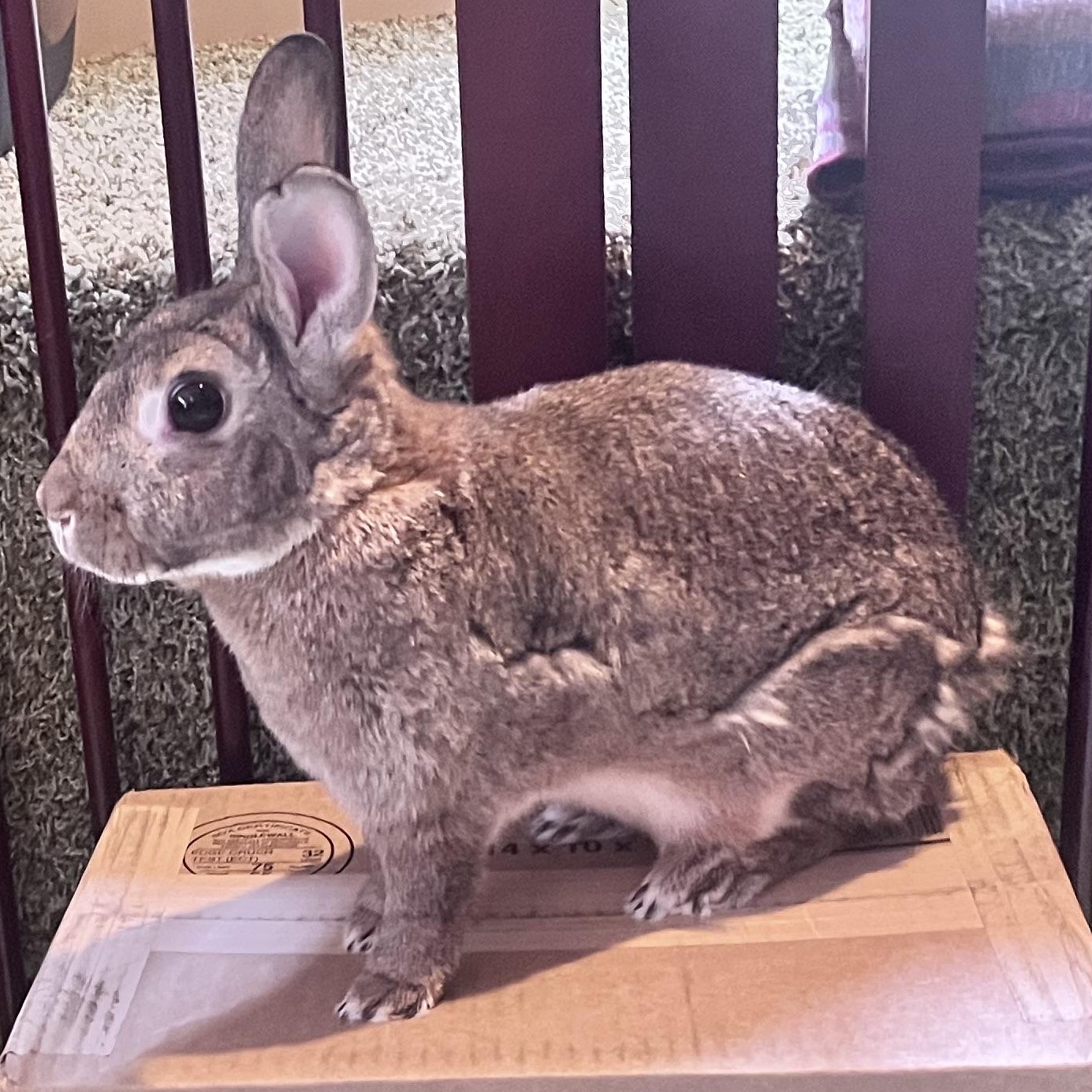Enlarge Pop Tart, a Adoptable Bunny Rabbit in Laurens, SC image 1/5