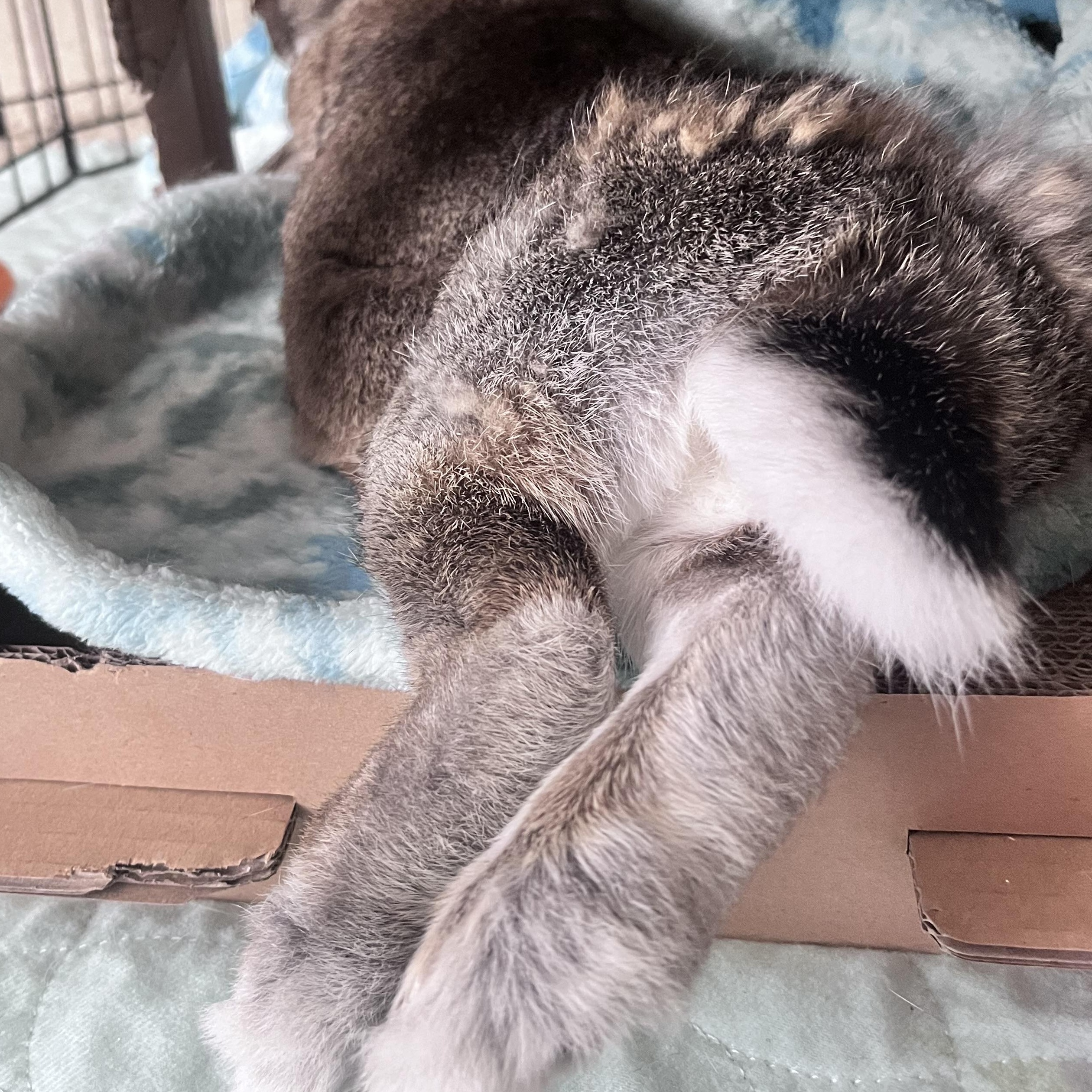 Enlarge Pop Tart, a Adoptable Bunny Rabbit in Laurens, SC image 2/5
