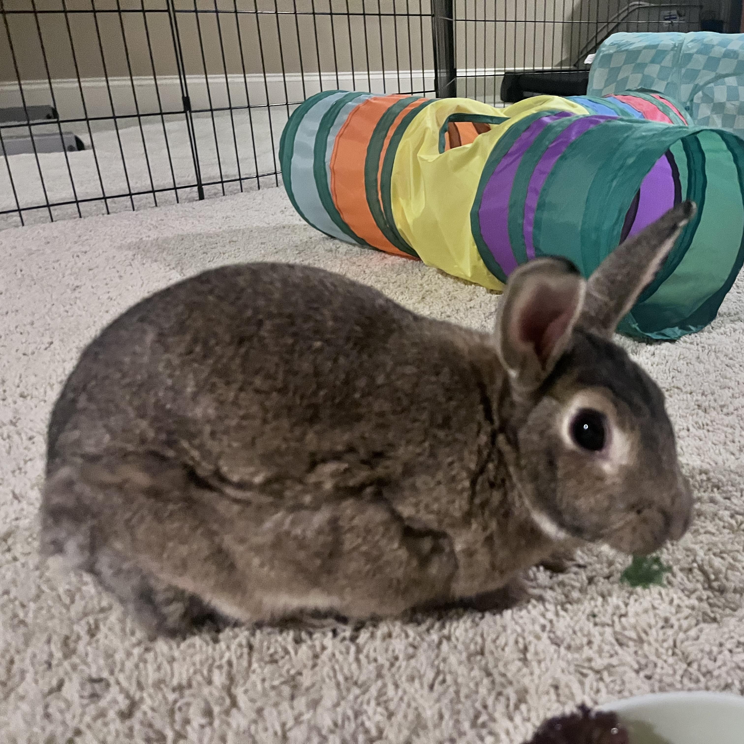 Enlarge Pop Tart, a Adoptable Bunny Rabbit in Laurens, SC image 4/5
