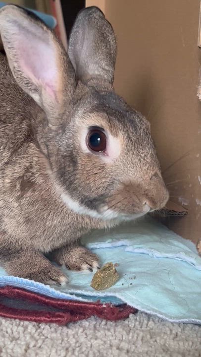 Enlarge Pop Tart, a Adoptable Bunny Rabbit in Laurens, SC video 5/5