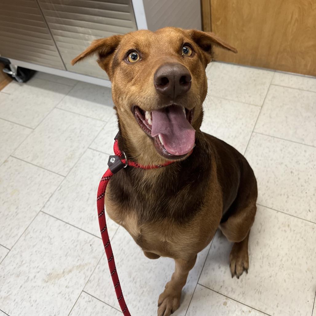 Arla (Adoption fee sponsered), Adoptable, Adult Female Mixed Breed.