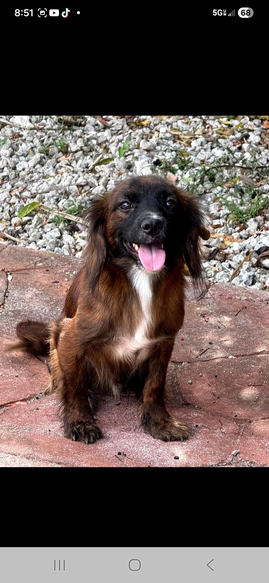 Enlarge Alvin, a Adoptable mixed breed in Miami, FL image 1/1