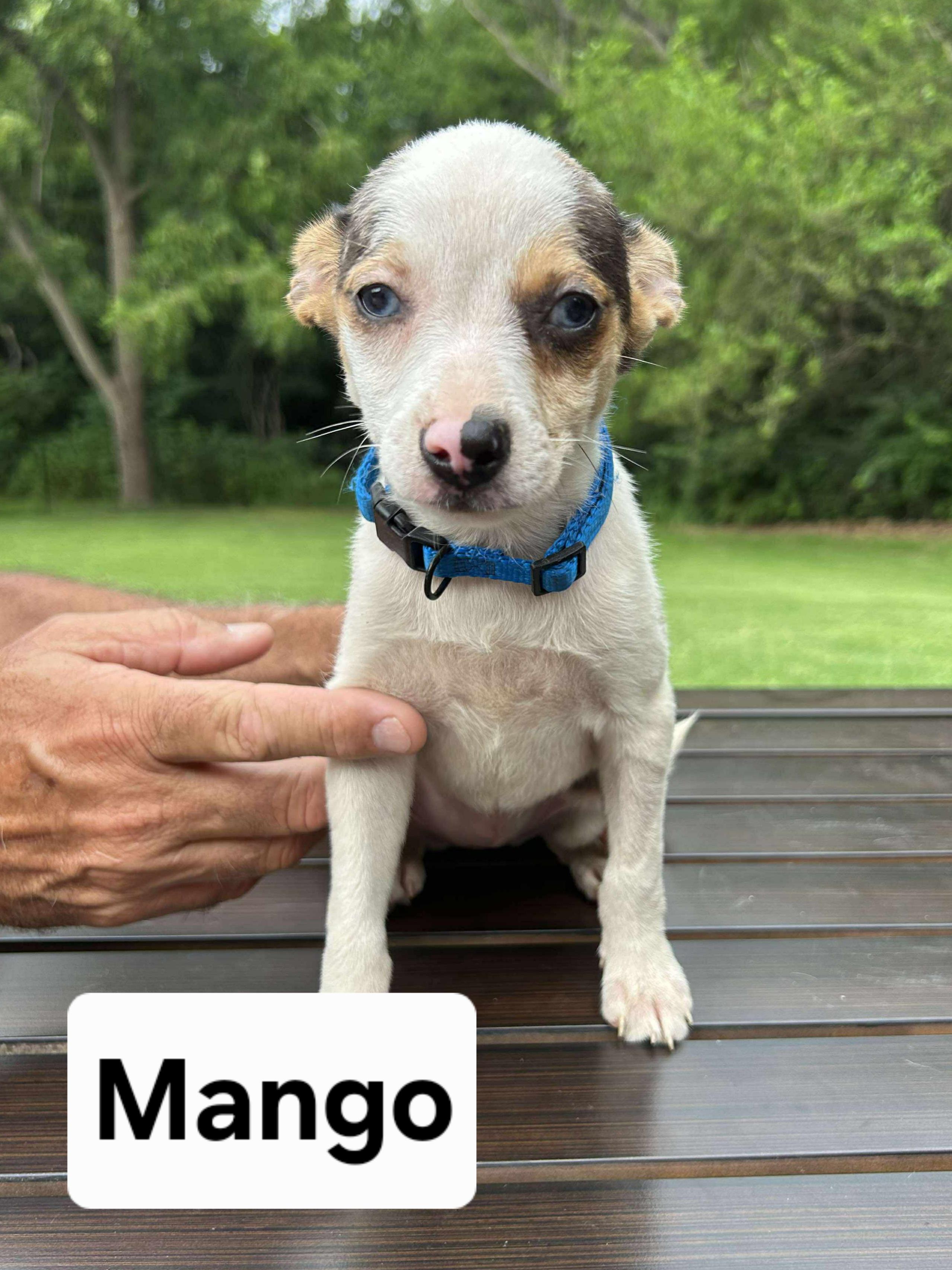 MANGO    $400, Young Female Chihuahua